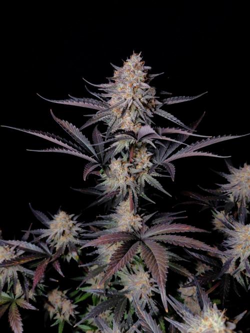Fastbuds Guava Sundae. Week 10