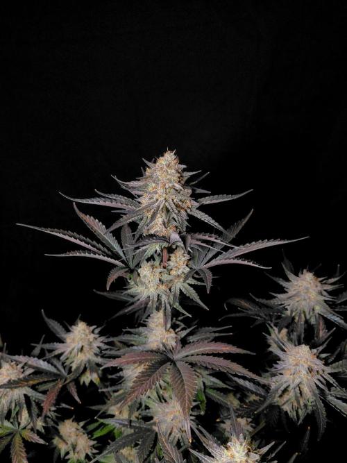 Fastbuds Guava Sundae. Week 10