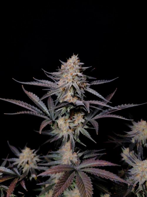 Fastbuds Guava Sundae. Week 10