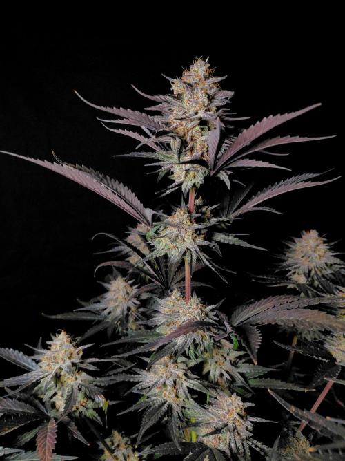 Fastbuds Guava Sundae. Week 10