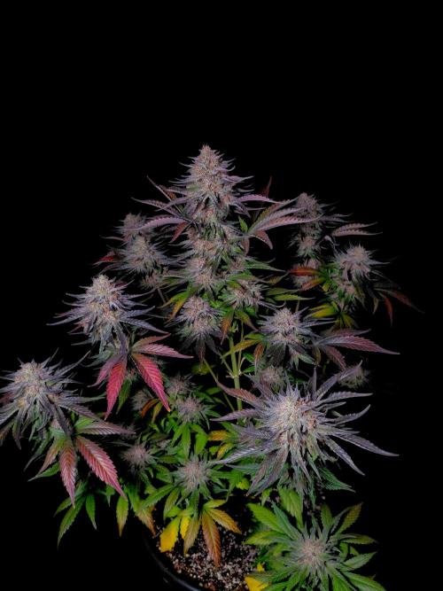 Fastbuds Guava Sundae. Week 10