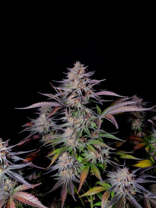 Fastbuds Guava Sundae. Week 10