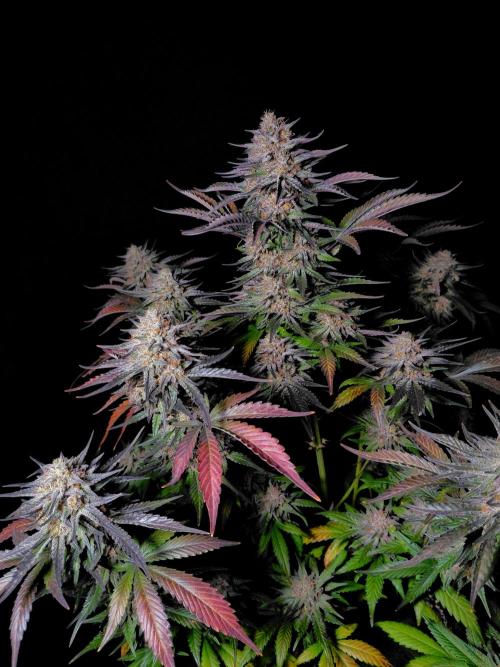 Fastbuds Guava Sundae. Week 10