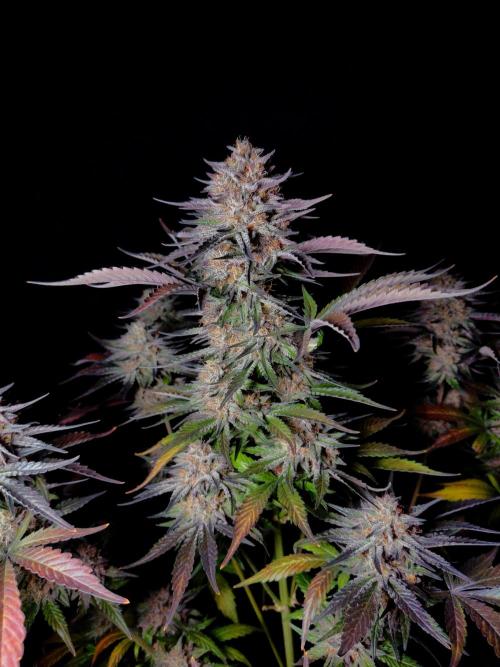 Fastbuds Guava Sundae. Week 10