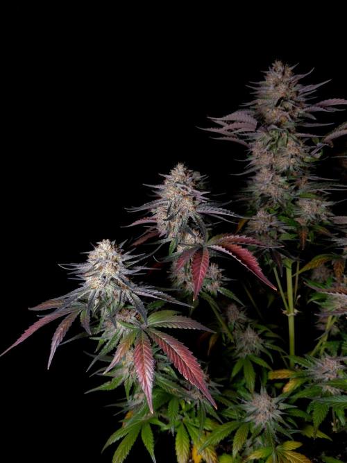 Fastbuds Guava Sundae. Week 10