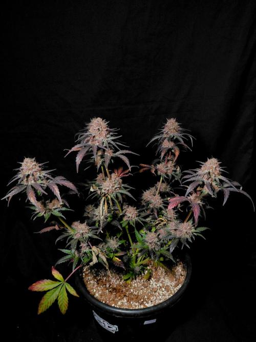Fastbuds Guava Sundae. Week 10