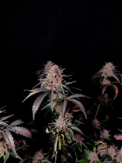 Fastbuds Guava Sundae. Week 10