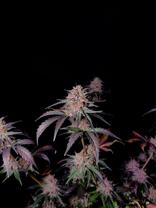 Fastbuds Guava Sundae. Week 10