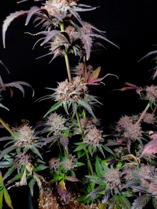 Fastbuds Guava Sundae. Week 10