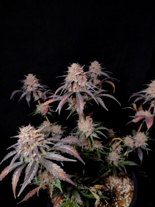 Fastbuds Guava Sundae. Week 10
