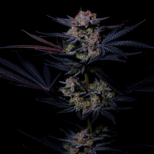 Fastbuds Mendo Frost Auto. Week 10