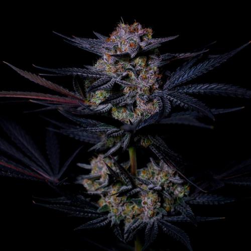 Fastbuds Mendo Frost Auto. Week 10