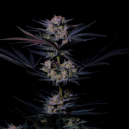 Fastbuds Mendo Frost Auto. Week 10
