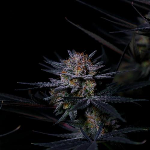 Fastbuds Mendo Frost Auto. Week 10