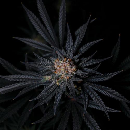Fastbuds Mendo Frost Auto. Week 10