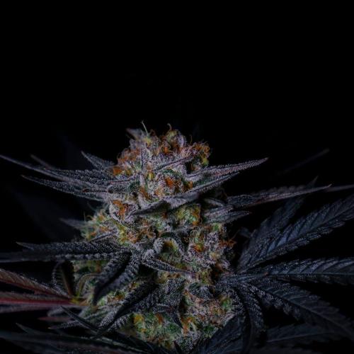 Fastbuds Mendo Frost Auto. Week 10