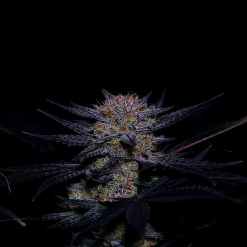 Fastbuds Mendo Frost Auto. Week 10