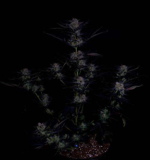 Fastbuds Mendo Frost Auto. Week 10