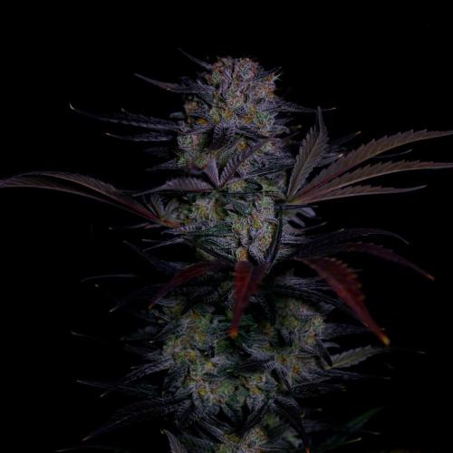 Fastbuds Mendo Frost Auto. Week 10