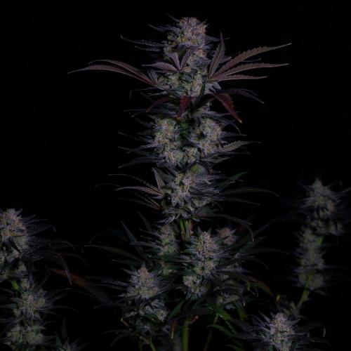 Fastbuds Mendo Frost Auto. Week 10