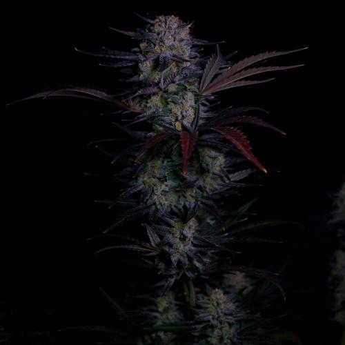 Fastbuds Mendo Frost Auto. Week 10