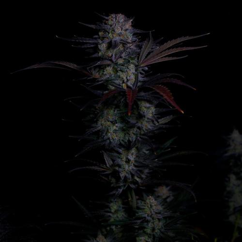 Fastbuds Mendo Frost Auto. Week 10