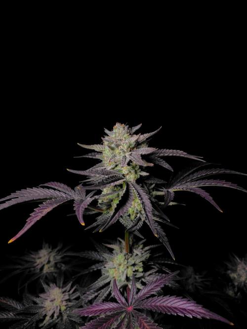 Fastbuds Mendo Frost Auto. Week 10