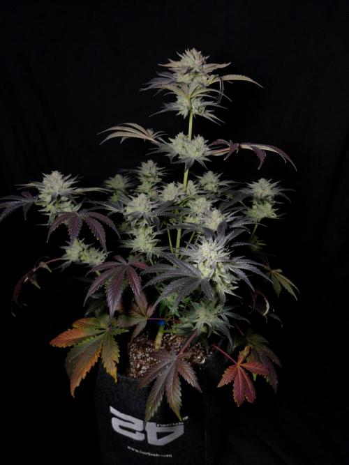 Fastbuds Mendo Frost Auto. Week 10