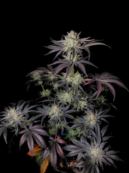 Fastbuds Mendo Frost Auto. Week 10