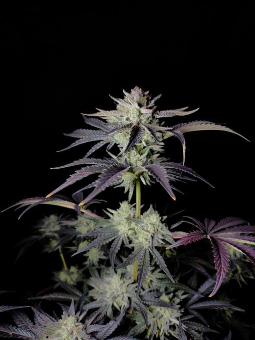 Fastbuds Mendo Frost Auto. Week 10