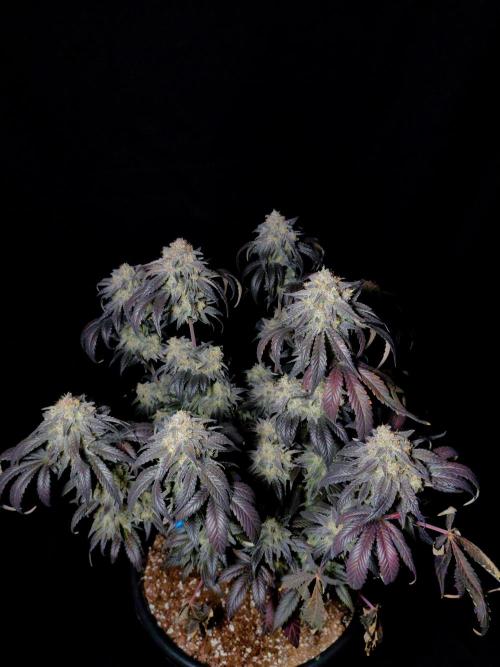 Fastbuds Mendo Frost Auto. Week 10