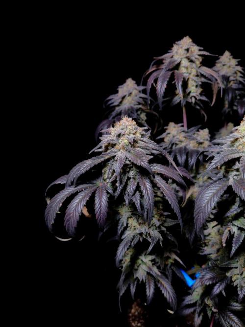 Fastbuds Mendo Frost Auto. Week 10