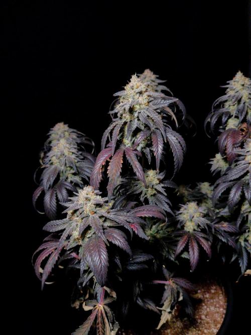 Fastbuds Mendo Frost Auto. Week 10