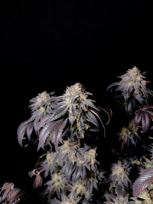 Fastbuds Mendo Frost Auto. Week 10