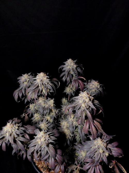Fastbuds Mendo Frost Auto. Week 10
