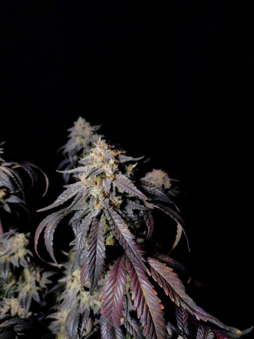 Fastbuds Mendo Frost Auto. Week 10