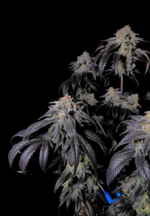 Fastbuds Mendo Frost Auto. Week 10