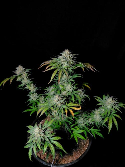 Fastbuds Mendo Frost Auto. Week 10