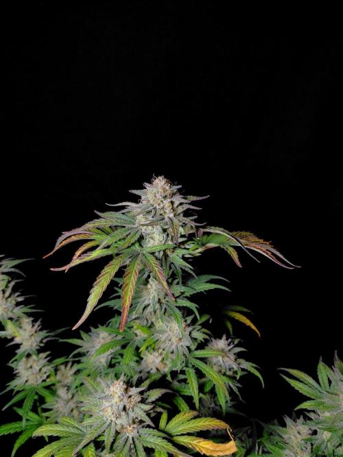 Fastbuds Mendo Frost Auto. Week 10