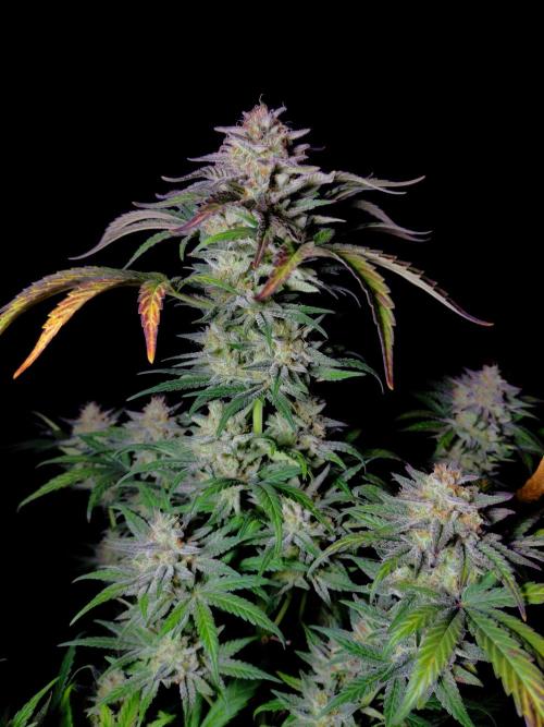 Fastbuds Mendo Frost Auto. Week 10