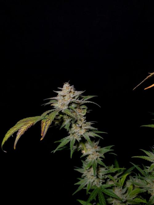 Fastbuds Mendo Frost Auto. Week 10