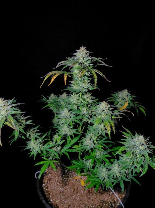 Fastbuds Mendo Frost Auto. Week 10