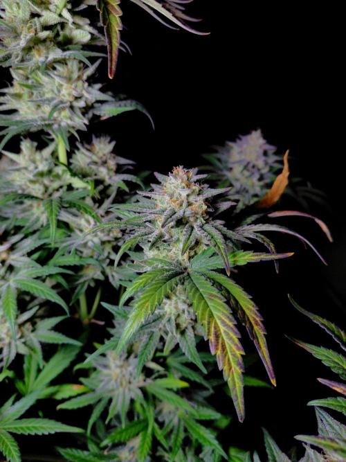 Fastbuds Mendo Frost Auto. Week 10