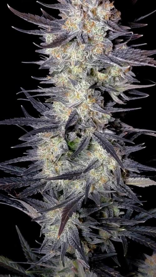 Fastbuds Mendo Frost Auto