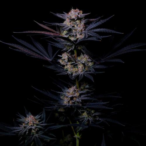 Fastbuds Mendo Frost Auto. Week 10