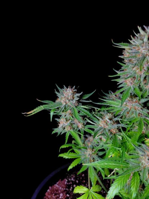Cherry Cola RF3 #2. Week 10