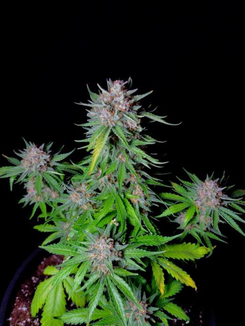 Cherry Cola RF3 #2. Week 10