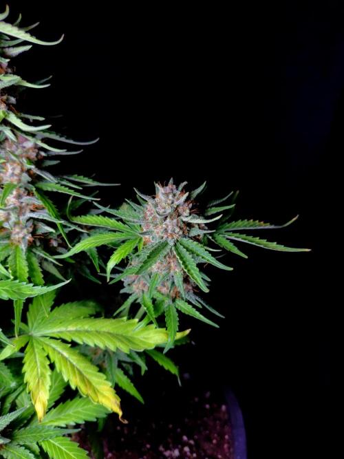 Cherry Cola RF3 #2. Week 10