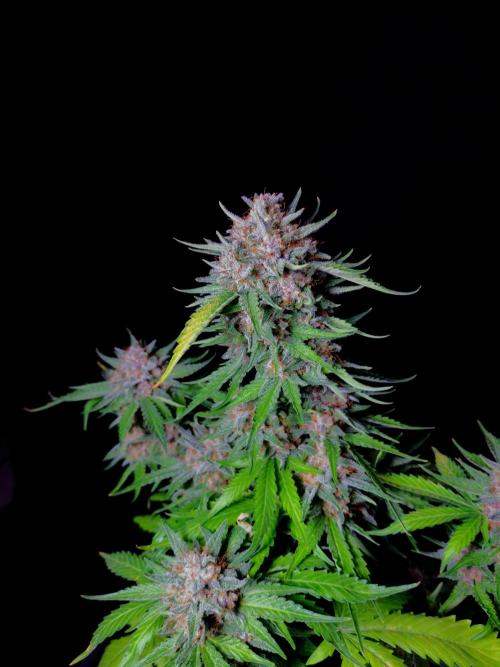 Cherry Cola RF3 #2. Week 10