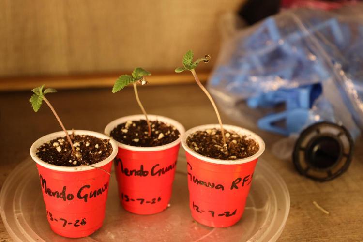 Fastbuds Guava Girls. Week 0